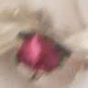 Meet your Posher, Elsa